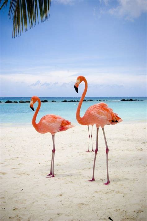 flamingo beach wallpapers top  flamingo beach backgrounds wallpaperaccess