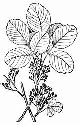 Poison Oak Clipart Ivy Drawing Plants Etc Clip Plant Extension Rash Treat Remove Leaves Sumac Large Edu Usf 2200 2255 sketch template