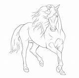Paard Kleurplaat Paarden Friesian Kleurplaten Rearing Pferde Friese Tekeningen Lineart Colouring Arabian Terborg600 Print Uitprinten Zeichnen Pony Bleistift Downloaden Tuinposter sketch template