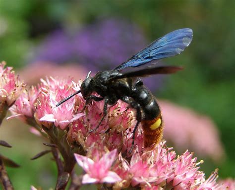 biodiverse gardens  scoliid wasp