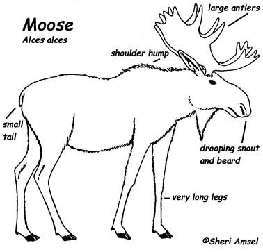 parts   moose