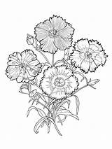 Carnation Coloring Flower Pages Flowers sketch template