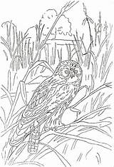 Kleurplaat Vogels Kleurplaten Oiseaux Uccelli Horned Gifgratis sketch template