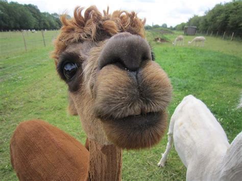 the most fabulous alpacas hairstyles ever