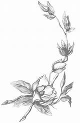 Coloring Magnolia Flower Getdrawings sketch template