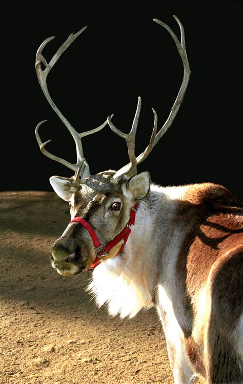 la zoo announces reindeer arrival   holidays petlvr archives
