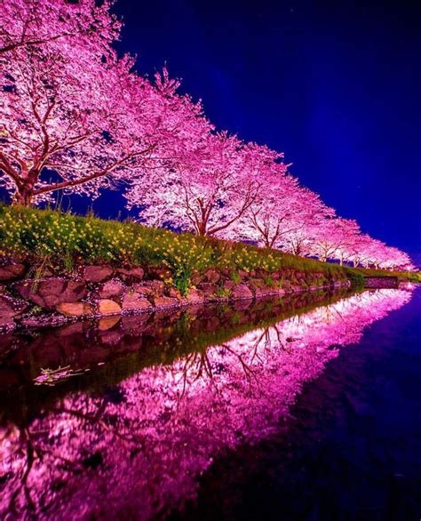 cherry blossom night rpics