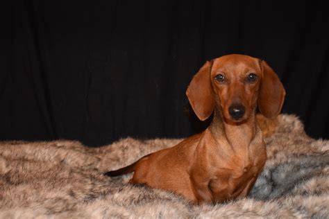 smooth red miniature dachshund thai chi miniature dachshunds pedigree doxie dog breeds
