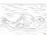 Seal Coloring Leopard Pages Printable Color Sea Drawing Seals Skip Main Animals Zealand Categories sketch template