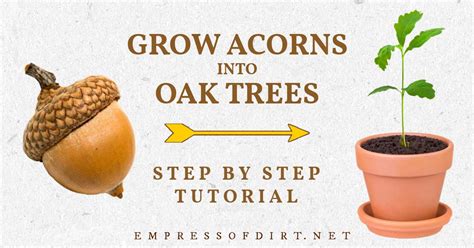 grow  oak tree   acorn step  step