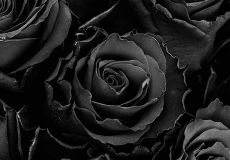 schwarze rose foto bild pflanzen pilze flechten blueten
