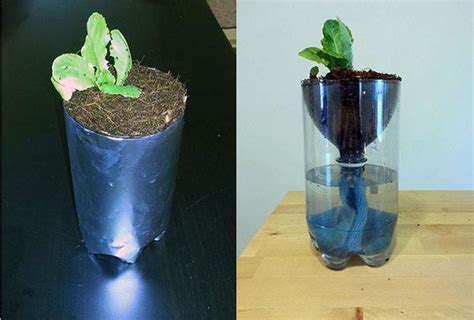 hydroponics  kids build   liter bottle garden