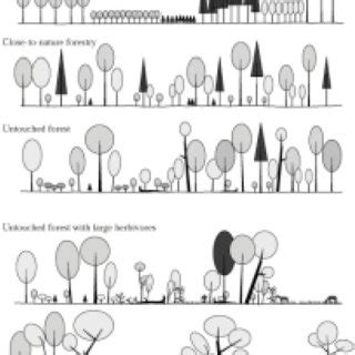 characteristics   natural forest