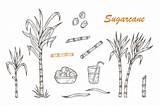 Cane Sugar Sugarcane Vector Illustrations Clip Drawn Hand Plants Set Illustration Juice Cubes Stalks Leaves Shutterstock Similar Stock sketch template