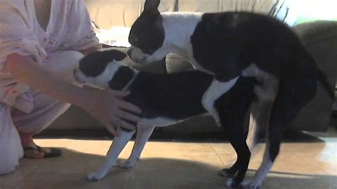 boston terrier slip mating no tie mating youtube