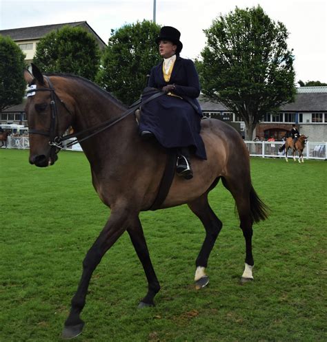 wordless wednesday side saddle glamour  dublin horse show real girl sport