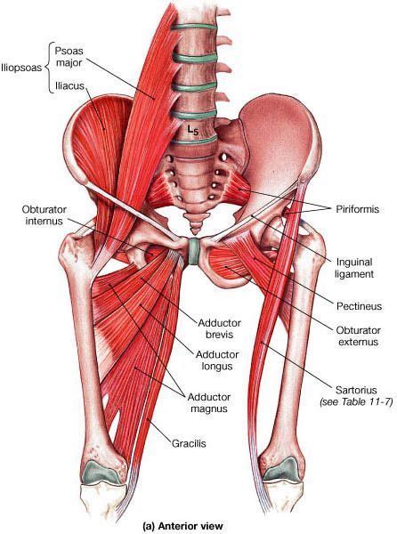 Iliopsoas Muscles Anatomy