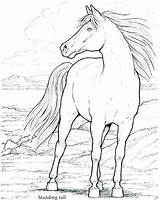 Coloring Horse Pages Head Spirit Stallion Cimarron Print Printable Getcolorings Color Getdrawings sketch template