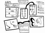 Evolution Coloring Sheet Questions Homologous Structures Analogous Science Fossil Choose Board Things Teacherspayteachers Subject sketch template