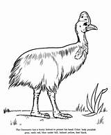Cassowary Drawing Coloring Pages Drawings Animals Animal Colouring Honkingdonkey Bird Kids Flightless Australian Sheets Color Print Identification 36kb 820px sketch template
