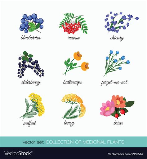 collection of medicinal plants 5 royalty free vector image