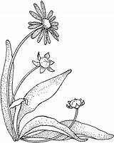 Daisy Coloring Pages Printable Gerbera Flower Supercoloring Daisies Flowers Color Pattern Drawing Plants Camomile Book Magic Version Click Print Colouring sketch template
