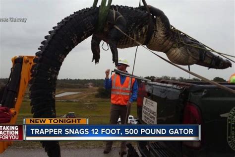 watch massive alligator captured in florida