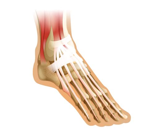 foot tendon injury singapore sports clinic