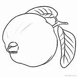 Guava Coloring Pages Printable Color Getcolorings Getdrawings sketch template