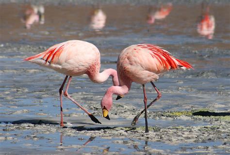 flamingo facts  kids flamingo behavior diet