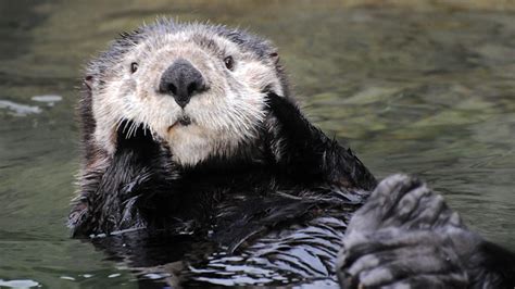Sea Otter Predators