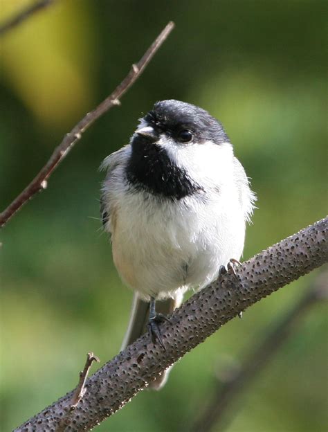 picture black capped chickadee