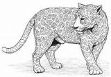 Panther Coloring Animals Pages Printable Jaguar Adults sketch template