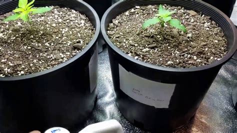 complete cheap  easy   grow cannabis  seed  harvest part