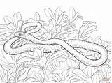 Snake Coloring Pages Racer Mamba Snakes Reptiles Printable Drawing Kids Drawings Templates Puzzle sketch template