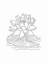 Lily Water Pages Coloring Print Printable Kids Color sketch template