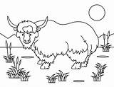 Coloring Yak Pages sketch template