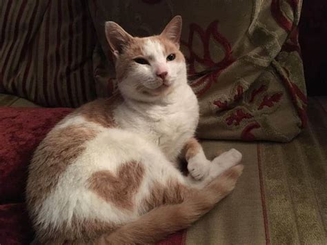 These Cute Cats Wear Their Hearts On Their Fur Cattitude