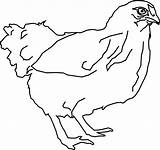 Clipart Hen Chicken Coloring Transparent Webstockreview sketch template