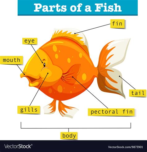 diagram parts   fish diagram mydiagramonline