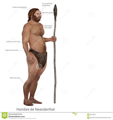 Neanderthal Vs Modern Human Stock Illustration Illustration Of Stone