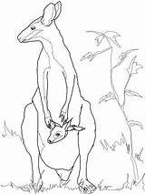 Wallaby Baby Colouring Pages Mother Coloring Australian Animal Animals Supercoloring Crafts Kids sketch template