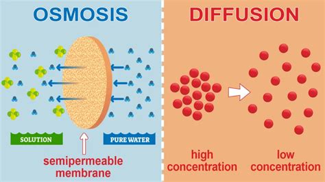 osmosis  diffusion differences  factors affecting