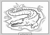 Crocodile Coloring Pages Worksheet sketch template
