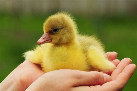 holding baby goose stock photo image  agriculture