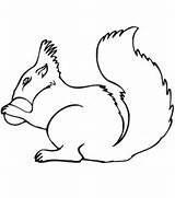 Squirrel Coloring Pages Acorn Printable Drawing Easy Print Squirrels Getdrawings Cartoon Categories Clipart sketch template