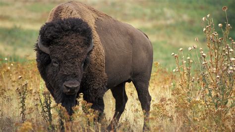 extinction   roaming buffalo  sioux tale page