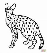 Serval Colorir Supercoloring Margay Wildcat Selvagem Drawings Designlooter Savannah sketch template