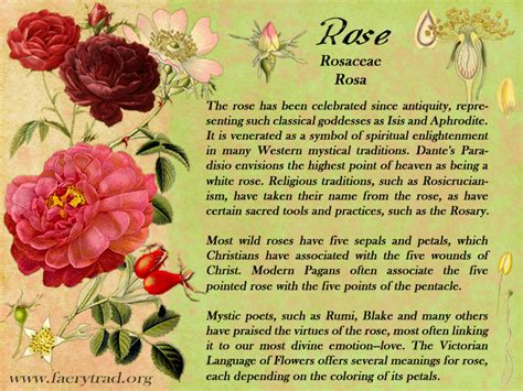 Red Rose Rosaceae Rosa Spells Poetry Lore And All