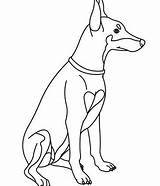 Doberman Coloring Pages Pinscher Dog Labrador Retriever Hellokids Getcolorings Colouring Printable Drawing Kids Designlooter Color Terrier Animals 02kb 470px Cute sketch template
